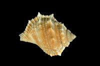 藏品(赤蛙螺)的圖片